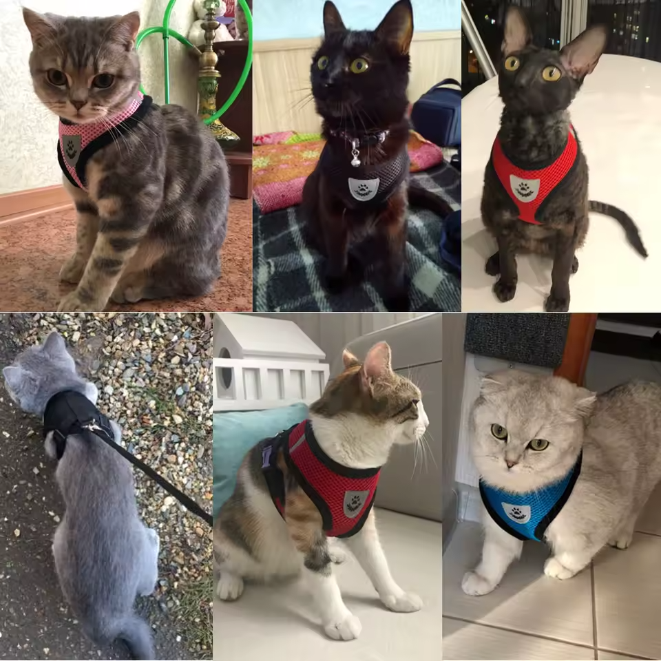 No-Escape Cat Harness & Leash Set – Soft, Secure & Adventure-Ready