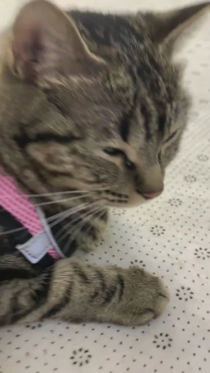 Escape-Proof Cat Harness for Walking – Soft & Reflective